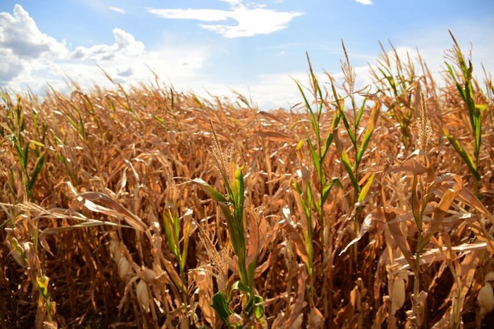 Capa Erval Seco: Governo Federal reconhece situação de emergência por causa da estiagem