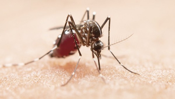 Capa Dengue já acende sinal de alerta na região