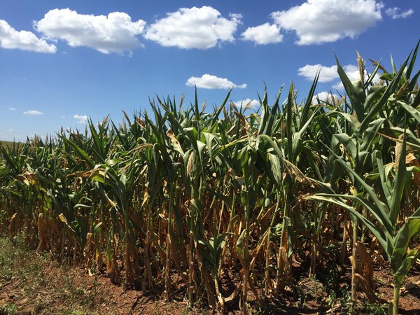 Capa Amzop solicitará ajuda dos governos devido à estiagem