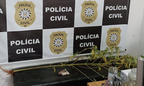 Capa Polícia realiza operação contra plantio de maconha em Redentora