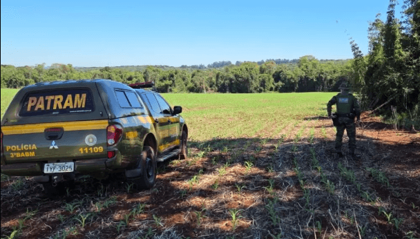 Capa Brigada Militar constata crimes contra a flora em Erval Seco