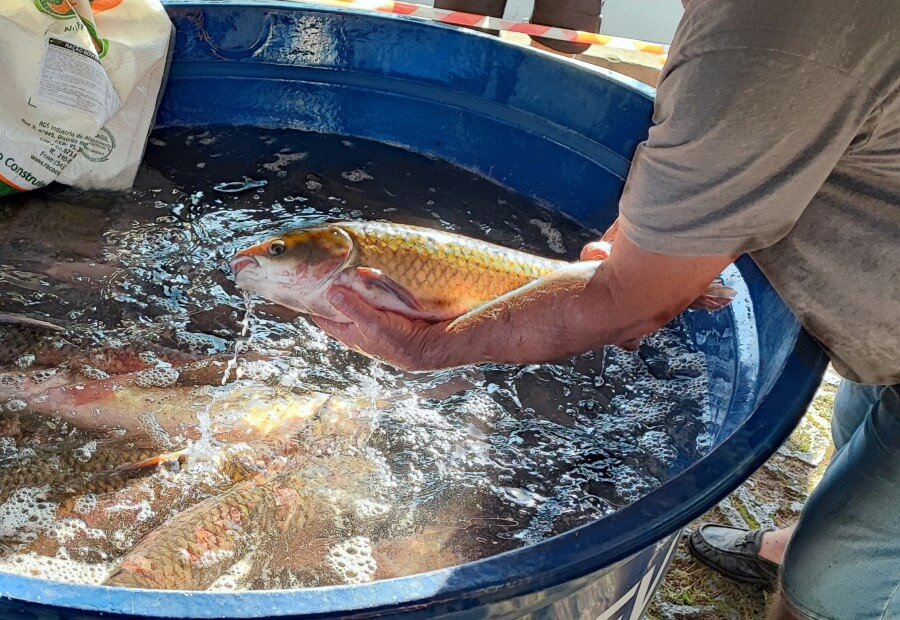 Capa Feira do Peixe Vivo acontece amanhã em Dois Irmãos das Missões