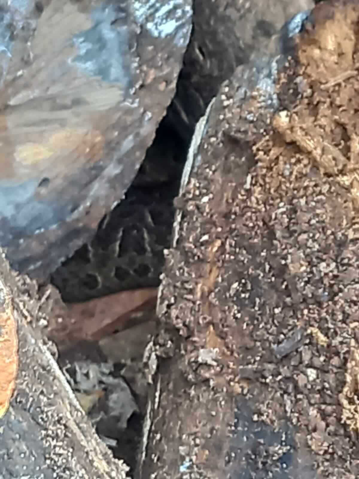 Capa Erval Seco: Bombeiros são chamados para capturar duas jararacas